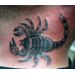 scorpion