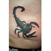 scorpion2